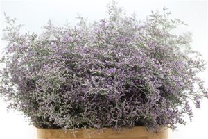 LIMONIUM BELTLAARD 90